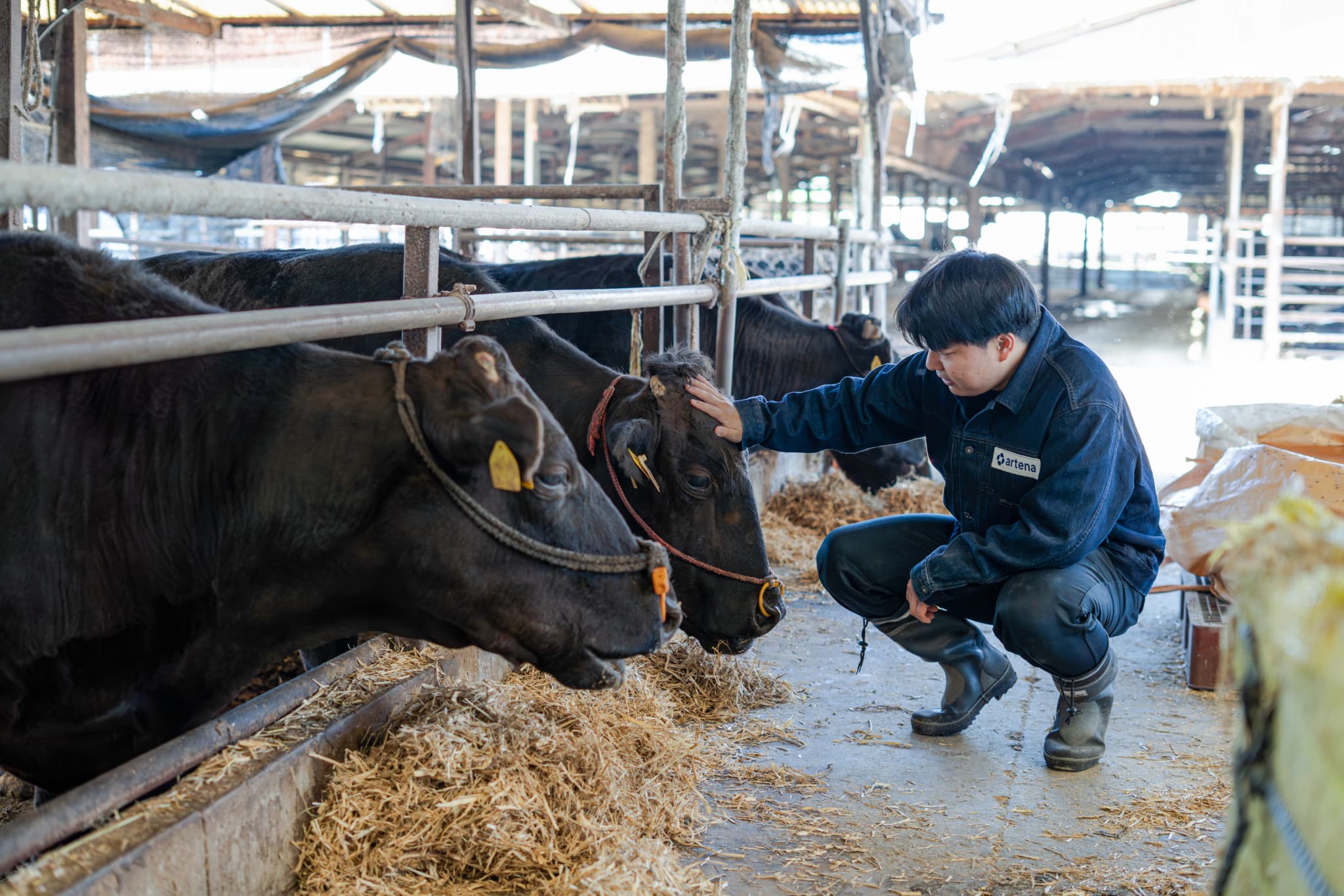Our own wagyu farm in Miyazaki